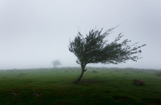 The Wisdom of Shifting Winds