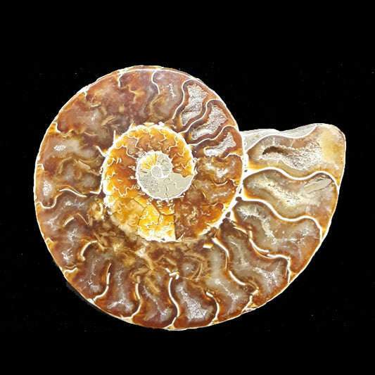 Fossil: Ammonite